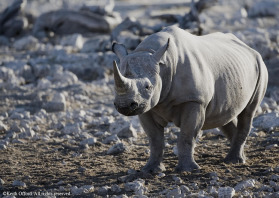 Continuously threatened by poachers, Namibia has one of the world's most stable populations of Black Rhino