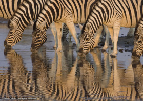 The reflections of these zebra in the water made for an irresistable shot.