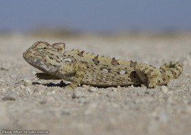 Truly adapted to the most arid environments, all the moisture requirements of the Namaqua Chameleon are found from its invertebrate food.