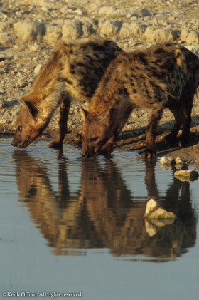 Spotted Hyenas