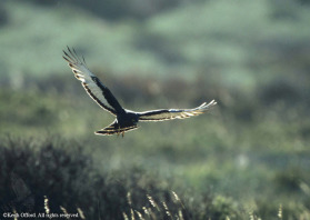 BlackHarrier