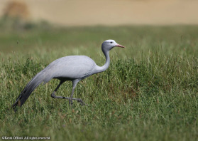 BlueCrane