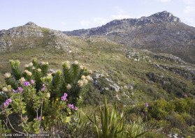 Fynbos