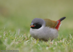 There are a number of endemic species to the Western Cape including the tiny Swee Waxbill which seems to like gardens. This shot required being down at 'Swee Waxbill level', enabling the background to be thrown out of focus.