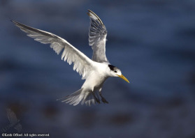 Not quite as large as Caspian Tern and with a yellow rather than orange bill, Swift Terns can be seen all around the coast of South Africa. This one was photographed at Hermanus.