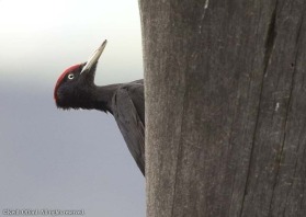 Surprisingly elusive in the vast conifer forests of the Pyrenees, the Black Woodpecker can usually be detencted by its calling and drumming.