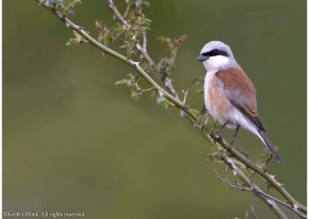 Almost extinct in Britain, the Red-backed Shrike is still found throughout the Pyrenees.