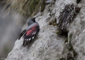 The flicking crimson wings of the elusive Wallcreeper help reveal it on vast cliff faces.