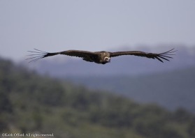 The threatened European Black Vulture has its stronghold in central Spain.