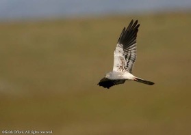 This male was floating over a cornfield, a favourite breeding site in Spain.