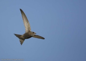 This was one of two which were sharp from around five hundred taken as a pair of Pallid Swifts flew to and fro in Trujillo.