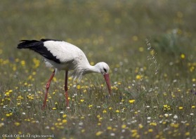The flower-filled fields of the plains are a regular feeding ground for White Storks in Extremadura.