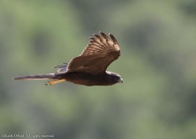 Once though of as being melanistic, the dark morph Montagu's Harrier is a rare variant.