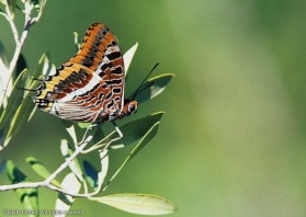 The strawberry tree is the favourite food-plant for the exotic-looking Two-tailed Pasha.