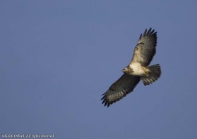 the plumage of Common Buzzard is extremely variable. This particularly white form is not uncommon in Holland and some individuals have large areas of white on their upper parts making them look like a different species.