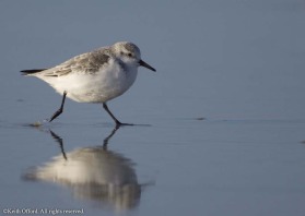 the clockwork-toy sprint along the beach is unmistakeable Sanderling behaviour. This one was photographed on the edge of the North Sea in Holland - perhaps it was trying to keep warm!