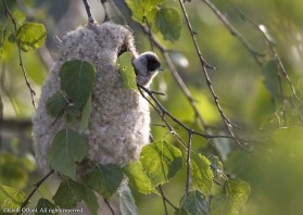 The nest of the Pendulione Tit is an extraordinary piece of architecture and is woven from spiders webs, animal hair, wool and soft plant material.