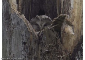 This is a fairly typical nest site for a Ural Owl right in the top of a broken stump of a tree. They can be very aggressive when they have young but this one was quite happy to stare back at me through almost closed eyes.