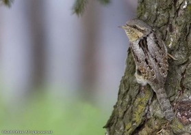 Now a rare visitor to Britain, the Wryneck can be seen regularly in Estonia, where this one was photographed. It is one of the most unusual members of the woodpecker family both in appearance and behaviour.