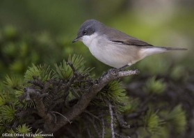 The autumn migration along the Black Sea coastline in Bulgaria can be quite spectacular. Multitudes of warblers such as this Lesser Whitethroat pass through and can turn up almost anywhere. This one was on the headland at Kaliakra.