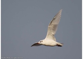 Outside the beeding season, the very white wings of the Mediterranean Gull are a good i.d. feature