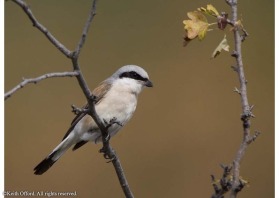 By autumn, male Red-breasted Flycatchers have lost their red colours. However, their white flashes in the tail and buzzing call help with the identification.