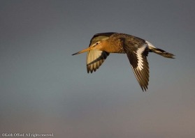 The long days in the Icelandic summer give great chances for photography - this Black-tailed Godwit was photographed at 10.30 p.m. This is the Icelandic race, the deep chestnut exteding well down the belly.