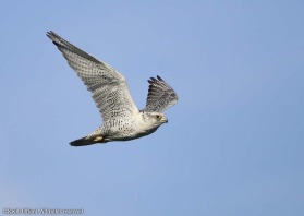 This female Icelandic Gyr Falcon was an unusually pale morph - almost resembling the Greenland race.