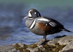 Fast flowing streams are the favourite summer habitat of Harlequin Ducks before the head back to the rocky coastlines fot the winter.