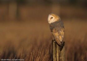 there are few parts of the world which do not have Barn Owls of one type or another. In Britain this species can be badly affected by adverse weather conditions, especially cold winters.