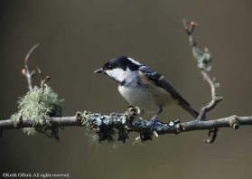 masterfully intelligent, Coal Tits sometimes'irrupt' into Britain and spend most of their time systematically collecting and burying sunflower seeds from our feeders.