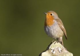 Britain is invaded by around 4 million Robins from the continent. The aggressive nature of this species is reflected in their need to sing and defend territory throughout the winter.