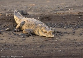 Typically much of the Amreican Crocodile's day is spent basking and showing off its dental arrangements.