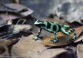 After rain these psychedelic amphibians emerge from the leaf litter of the forest.