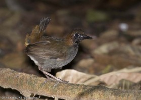 A couple of hours of patient waiting and this extremely skulking bird eventually presented itself. It was a great moment.