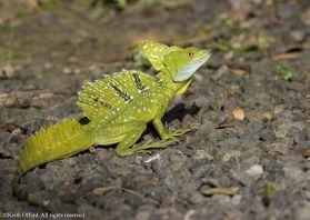 This prehistoric-looking lizard can run very fast on its hind legs.