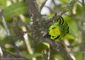 One of the more stunning Tanagers to be found in Costa Rica.