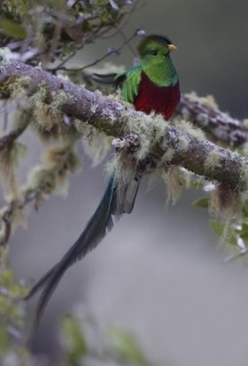 Probably the most iconic bird of Costa Rica and much sought-after by birdwatchers and non-birdwatchers, I had failed dismally to get anything like a decent shot of one until I found an eye-level fruiting avocado tree. Early one morning I was there ans rea