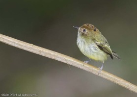 This tiny flycatcher is best located in the rainforest by its penetrating call.