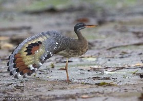 This was the moment I had been waiting for - a full wing-stretch showing the incredible colours.