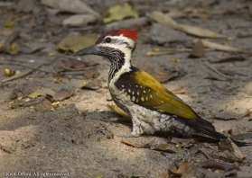 like many woodpeckers, Black-rumped Flamebacks often feed on the ground, looking for ants.