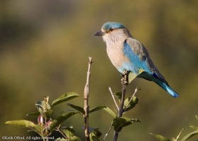 Like their European counterparts, Indian Rollers undertake spectacular tumbling display flights.