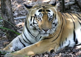 This large male tiger was photographed from an elephant. The logistics of managing camera gear from high up on elephant back requires some degree of care, the most important consideration being to not drop anything!