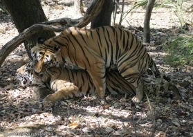 It was an extraordinary moment, having just photographed a pair of tigers at rest, seconds later the the action could not have been more impressive. The tigress expresses her appreciation with an apparently aggressive swipe at the male.