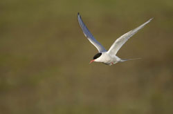 arctic-tern-iceland-flight-.jpg