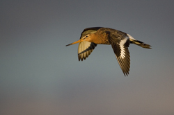 black-tailed-godwit-iceland.jpg