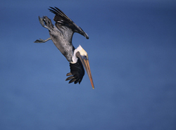 brown-pelican-diving.jpg