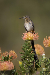 cape-sugarbird-western-cape.jpg