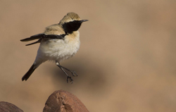 desert-wheatear-male-april-.jpg