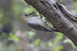 golden-fronted_woodpecker_male_texas_08_keith_offord_thumb.jpg